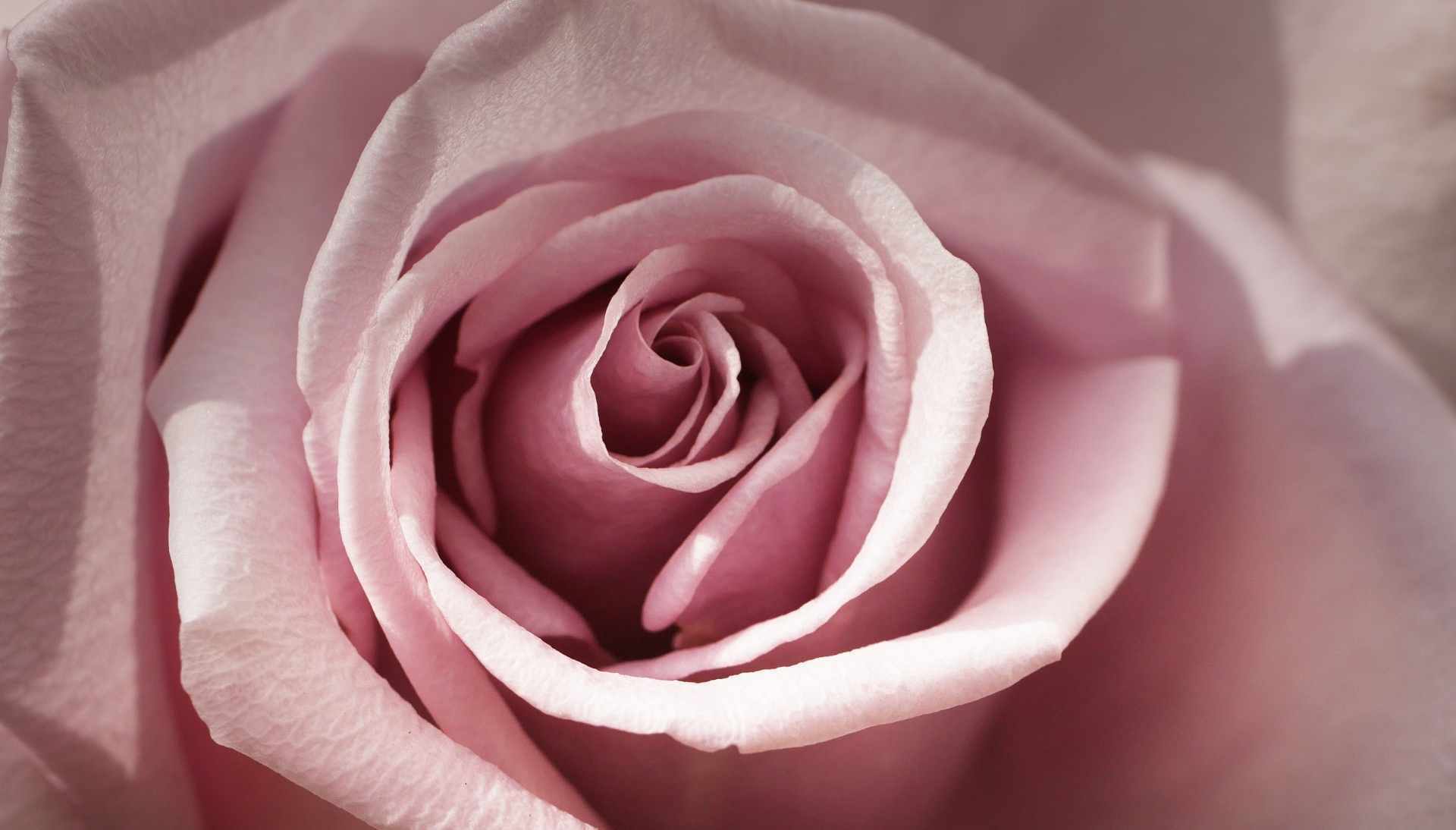 10-Facts-About-Roses