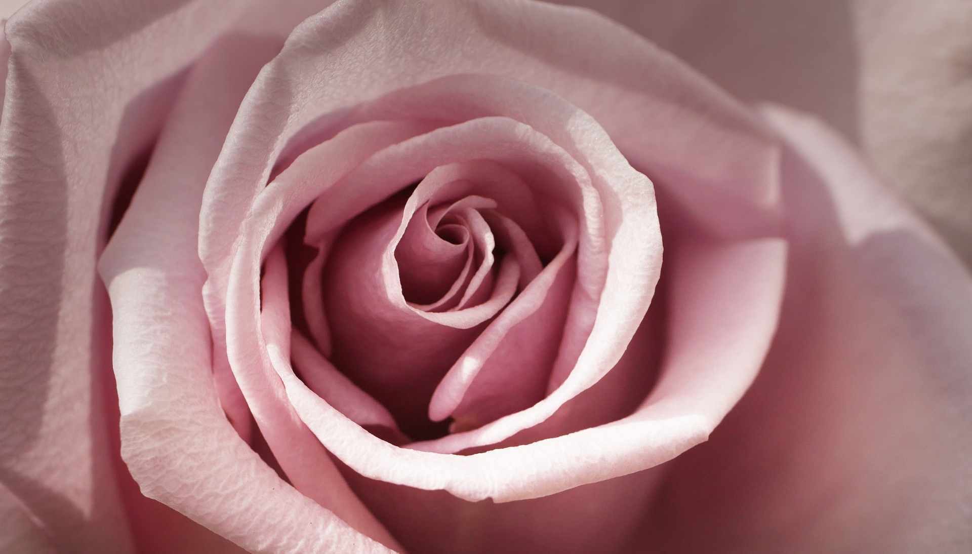 Rose Petal Flowers Information and Facts