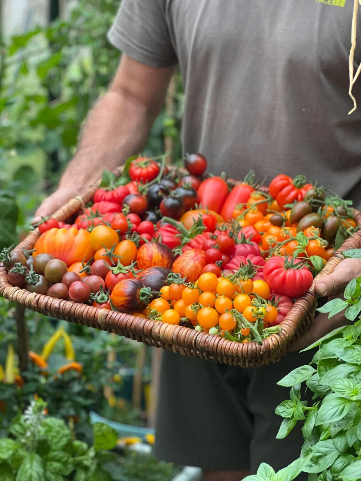 EXPERT TIPS FOR GROWING PERFECT TOMATOES