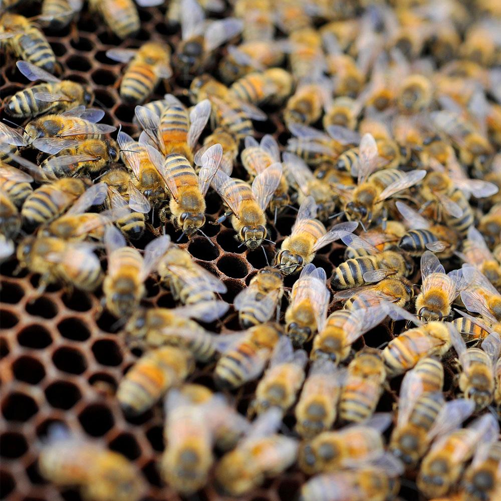 Bees on a honey comb