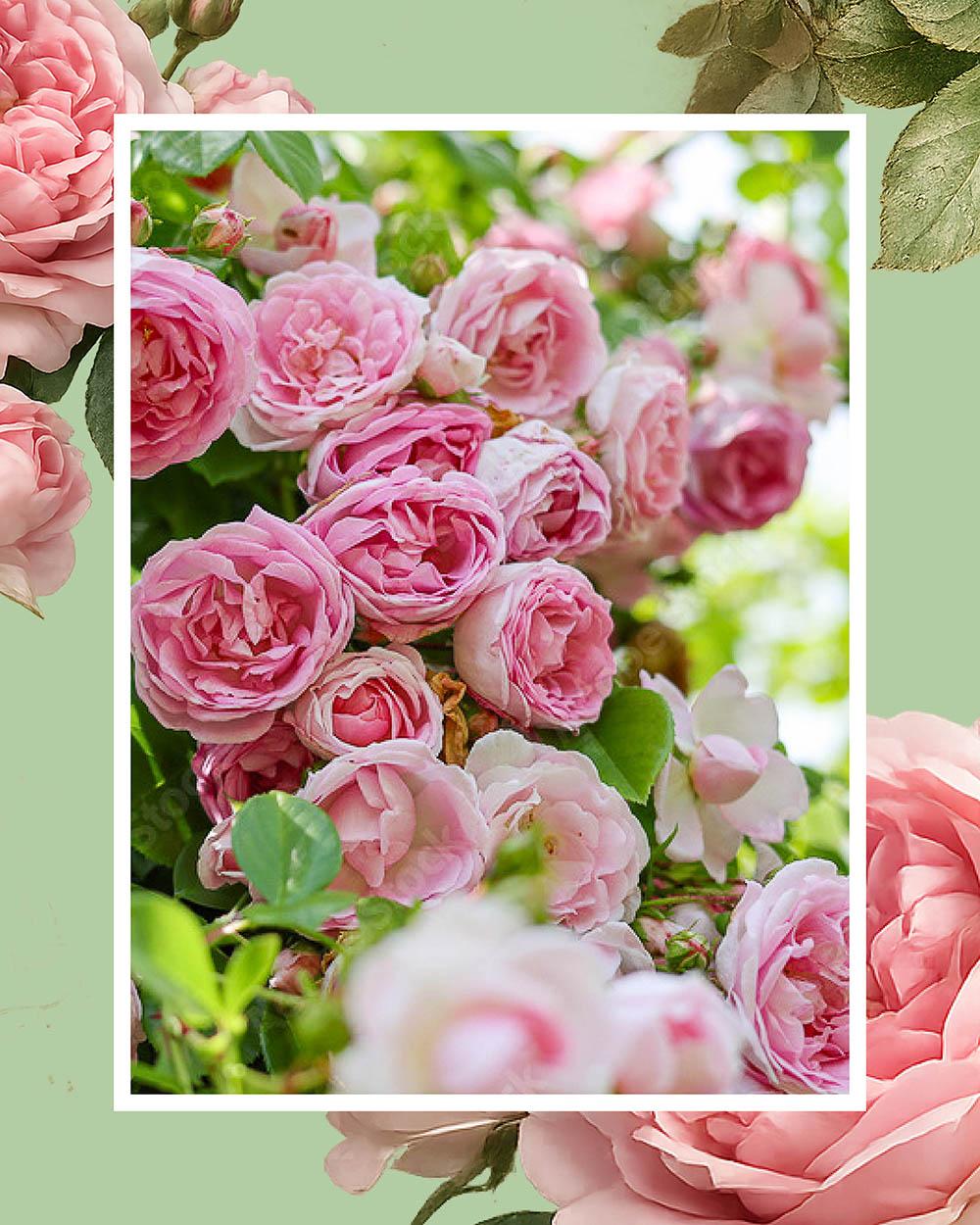 Pink roses in full bloom close up, bright and summery.